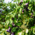 CAMPAGNOLA_Potatura susino_CAMPAGNOLA_Potatura susino_Sito
